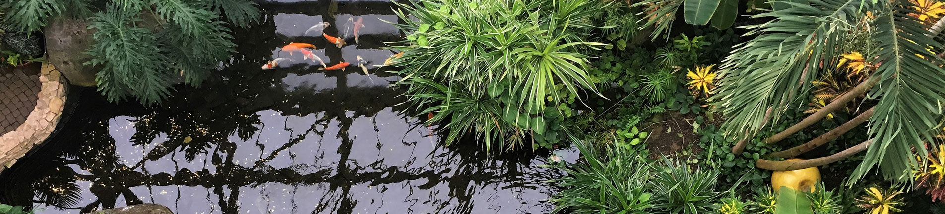 koi pond