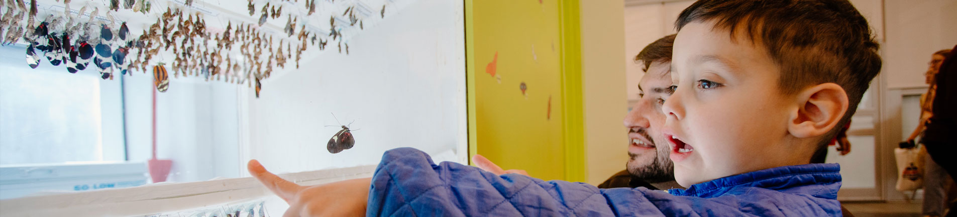 a child pointing at butterfly display
