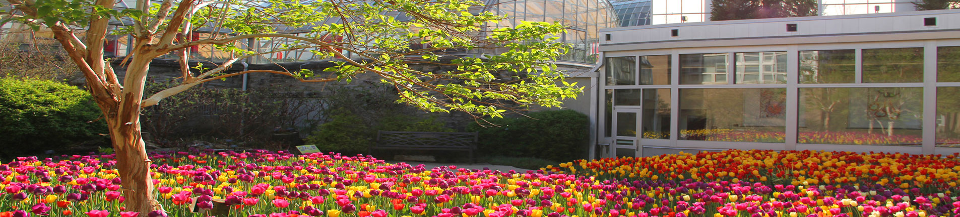 colorful flowers in the summer