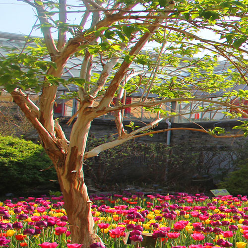 colorful flowers in the summer