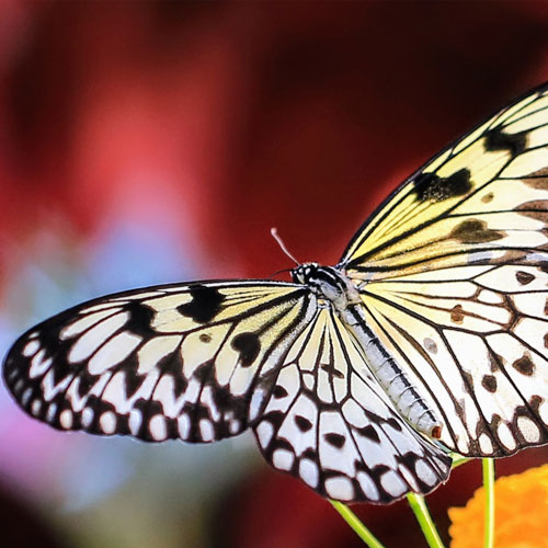 butterfly